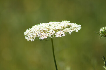Wild carrot in bloom closeup view with green blurred background
