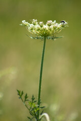 Wild carrot in bloom with a bug closeup portrait view with selective focus on foreground
