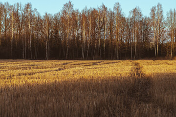 wheat stubble close up, cut wheat stalks. Agricultural field near forest in autumn	