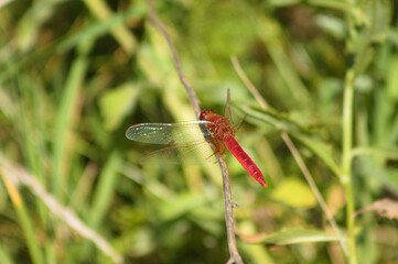 red dragonfly on a plant closeup view with selective focus on foreground