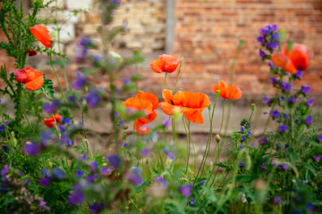 Flowers Red poppies blossom on wild field. Beautiful field red poppies. Soft focus blur.