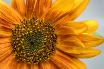 Sunflower Macro for Ukraine