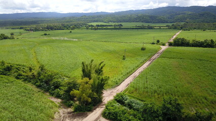 Fototapeta na wymiar sugarcane cultivation in northwestern Argentina