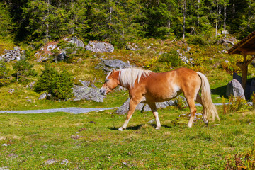 Sch&ouml;nes Bergpanorama mit freilaufenden Pferden, (Haflinger) im Habachtal, Salzburger Land, &Ouml;sterreich.