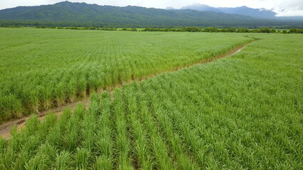sugarcane cultivation in northwestern Argentina