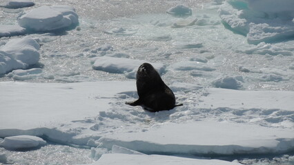 antartica animal 