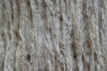 Hundreds of years old dry hardwood surface background There is a pattern of gray wood.