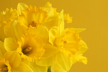 Bouquet yellow daffodils on a yellow background. Closeup
