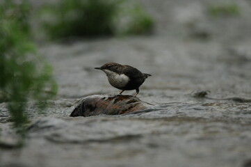 mirlo acuatico en el rio