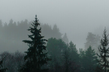 Foggy morning among the forest, among the hills