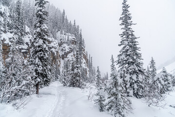 Forest near Lake Louise in Banff Park