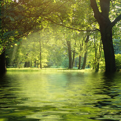 Fototapeta na wymiar lake in the deep forest