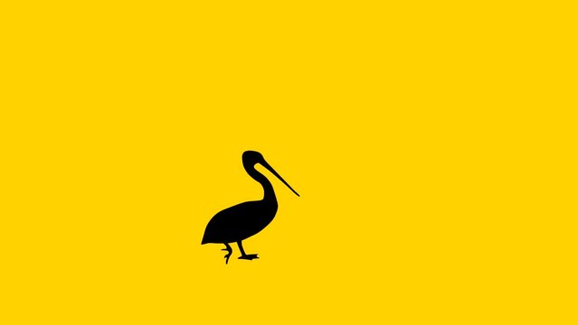 Walking pelican, animation on the yellow background