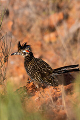 Western Roadrunner