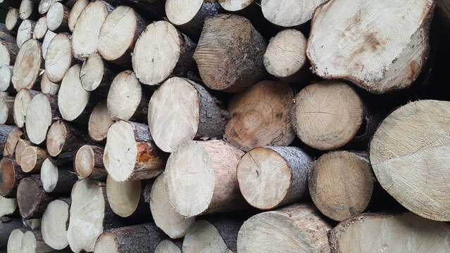 Pile of stacked fresh cut wood logs as background