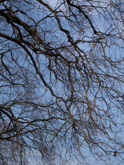 alberi e rami