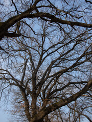alberi e rami