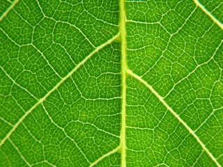 leaf