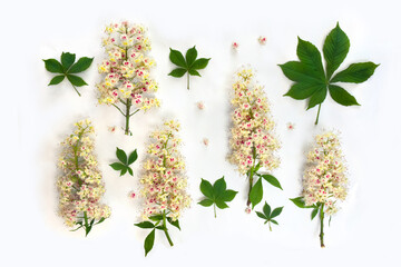 White flowers and leaves buckeye, ( Aesculus, horse chestnut ) on a light background. Top view,...