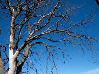 alberi e rami