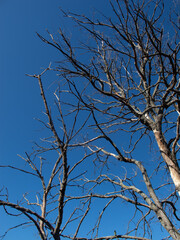 alberi e rami