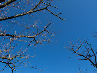 alberi e rami