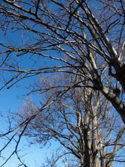 alberi e rami