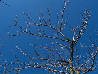 alberi e rami