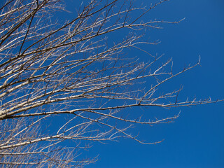 alberi e rami