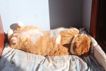 gato laranja e branco pegando sol 