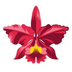 Isolated orchid Colombian national flower Vector illustration © aratehortua