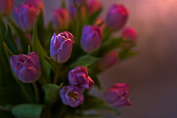 Bukiet tulipanów w kolorze różowym - obrazy, fototapety, plakaty