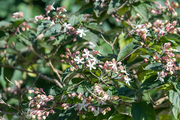 Close up of hill glory bower (clerodendrum infortunatum) flowers in bloom
