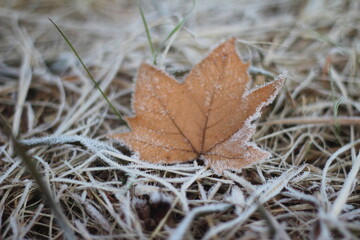 folha de outono coberta de geada em inverno na serra gaúcha