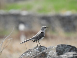 A northern mockingbird perched on a rock in Adams County, Pennsylvania. 