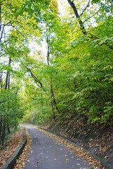 path in the forest