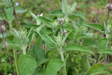 Stachys germanica grows in nature