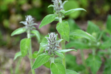 Stachys germanica grows in nature