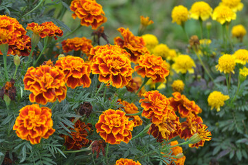 Blossom bushes marigold (tagetes)