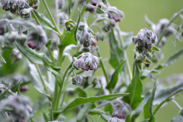 Cynoglossum officinale blooms in nature