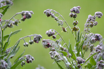 Cynoglossum officinale blooms in nature