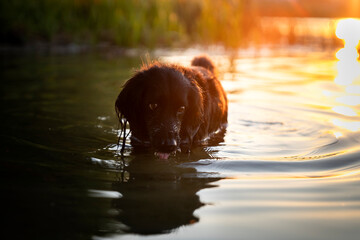 Pies chłodzi się w jeziorze i pije wodę  - obrazy, fototapety, plakaty