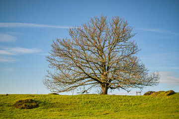 Fototapeta na wymiar Lonely tree in Seebodenalp above Kussnacht