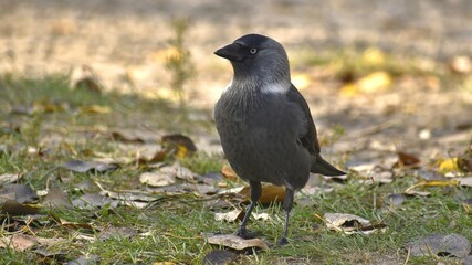An urban bird, a jackdaw, black and gray in color with blue eyes, stands on the ground with fine grass against a natural blurred background, on an autumn day close-up.