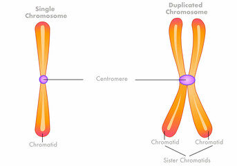 Unduplicated single, duplicated  Chromosomes diagram. Sister Chromatids structure. Homologous pair, centromere.  With duplication, interphase. Yellow orange draw. Biology, genetic illustration vector
