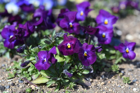 Viola flowers. Violaceae annual plants. It blooms from October to May and is called "Queen of Flowerbeds" because of its pretty petals. 