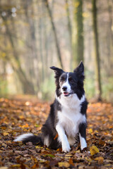 border collie is sitting in the forest. It is autumn portret.