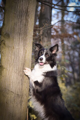 border collie is sitting in the forest. It is autumn portret.