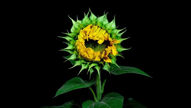 Yellow Sunflower Head Blooming in Time Lapse. Opening Flower on a Black Background from Bud to Wilted in Timelapse