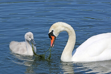 Fototapeta premium Swan and Cygnet on a lake 